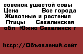 совенок ушастой совы › Цена ­ 5 000 - Все города Животные и растения » Птицы   . Сахалинская обл.,Южно-Сахалинск г.